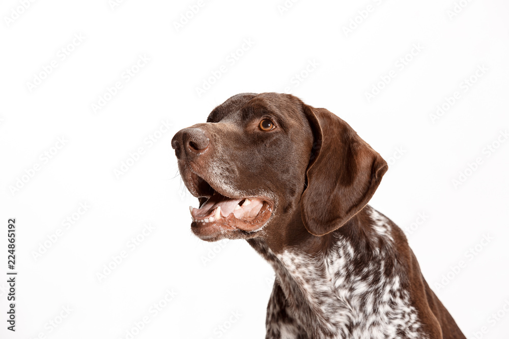 German Shorthaired Pointer - Kurzhaar puppy dog isolated on white studio background