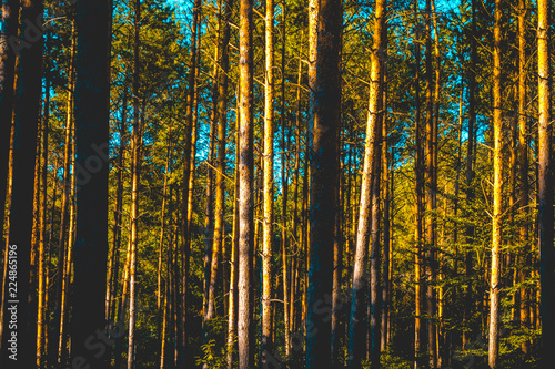 Warm evening light in a plantation of trees