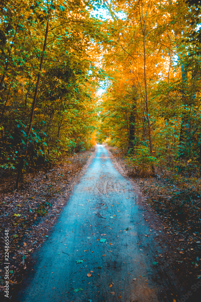 colorful forest with orange leafs and road in the middle of picture