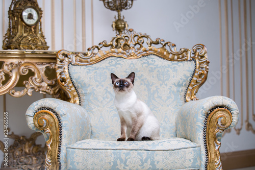 Fototapeta Naklejka Na Ścianę i Meble -  Beautiful rare breed of cat Mekongsky Bobtail female pet cat without tail sits interior of European architecture on retro vintage chic royal armchair 18th century Versailles palace. Baroque furniture