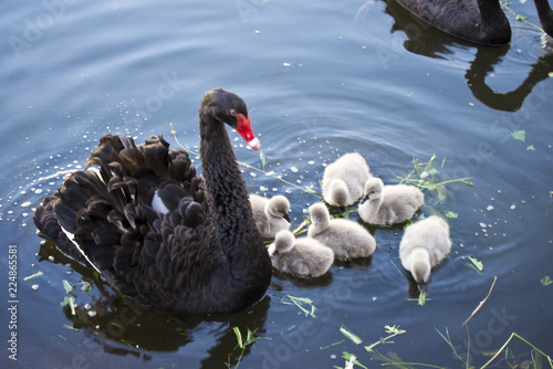 Black swan with nestlings on lake photo