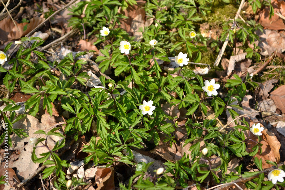 Blüten Blüten