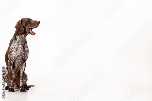 German Shorthaired Pointer - Kurzhaar puppy dog isolated on white studio background
