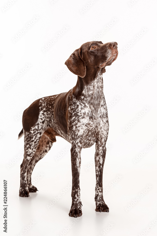 German Shorthaired Pointer - Kurzhaar puppy dog standing isolated on white studio background