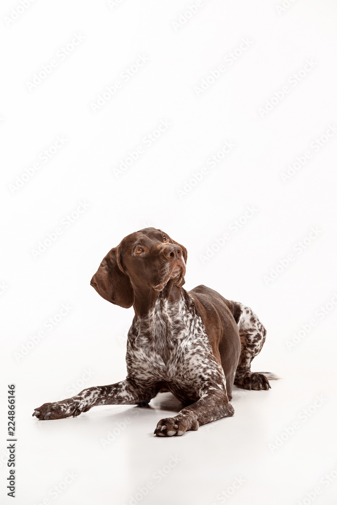 German Shorthaired Pointer - Kurzhaar puppy dog isolated on white studio background German Shorthaired Pointer - Kurzhaar puppy dog isolated on white studio background
