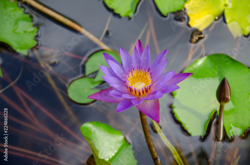 Wallpaper Mural water lily in pond Torontodigital.ca