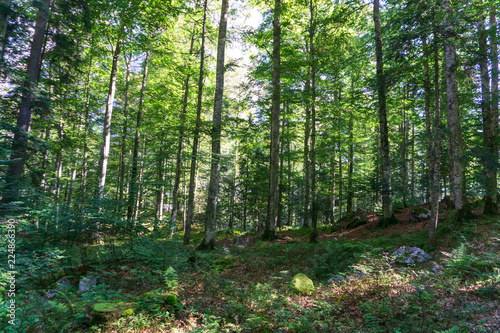 Fototapeta Naklejka Na Ścianę i Meble -  Forest in Adamello Brenta National Park, South Tyrol / Italy