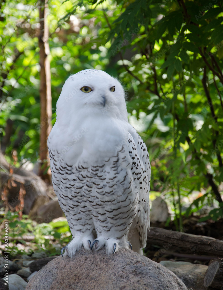owl on branch