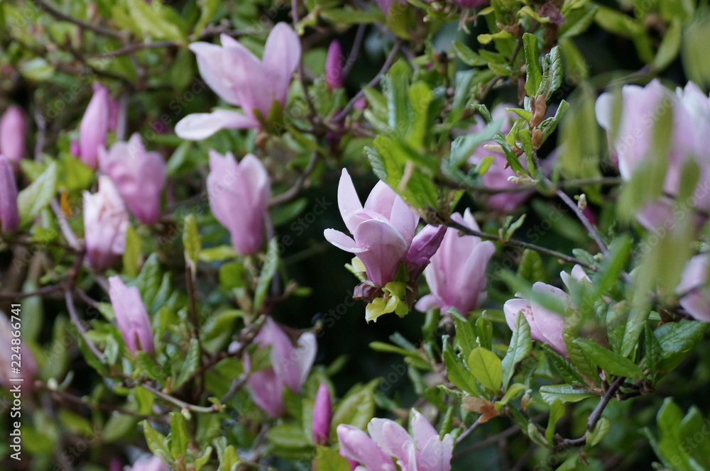 Magnolien Magnolien