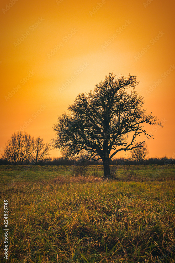Fototapeta premium Einsamer Baum