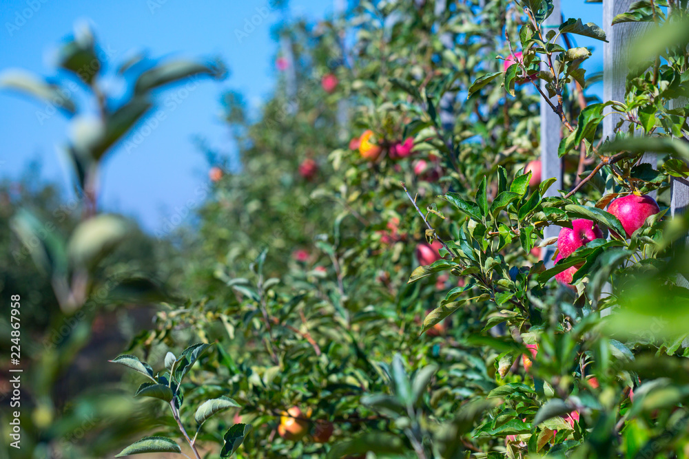 Ripe fruits of red apples on the branches of young apple trees. A sunny autumn day in farmer's orchards. Ripe fruits of red apples on the branches of young apple trees. A sunny autumn day in farmer's orchards.