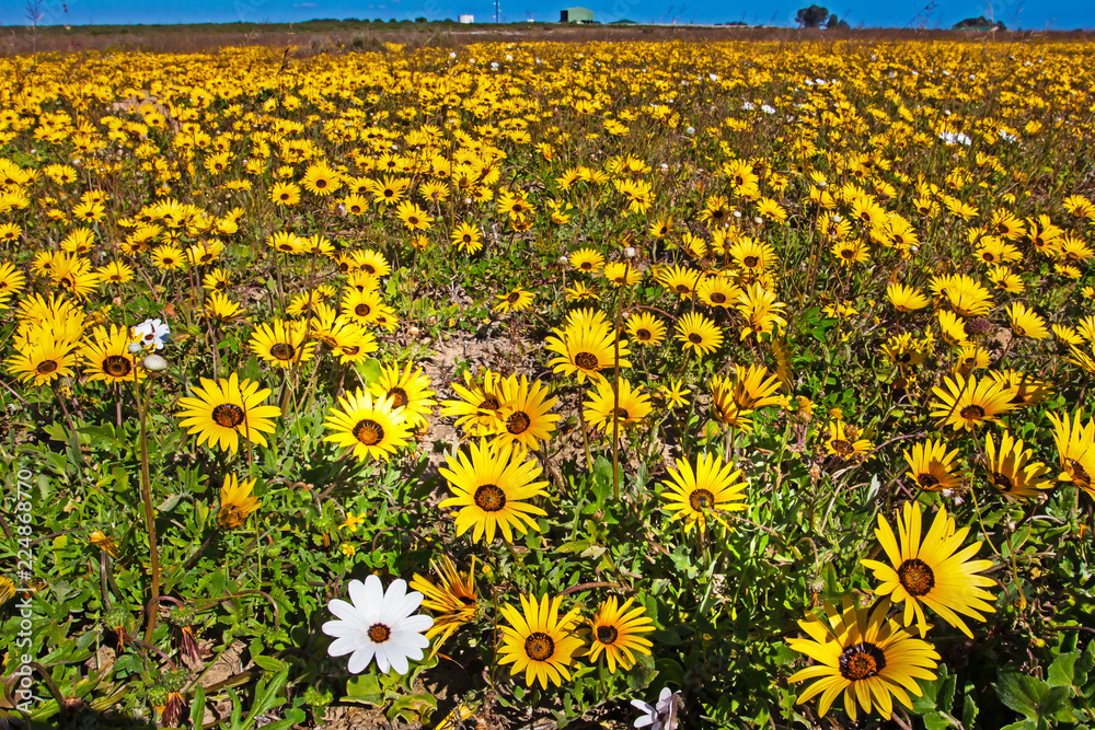 Obraz premium Thousands of yellow daisy wildflowers S. Africa