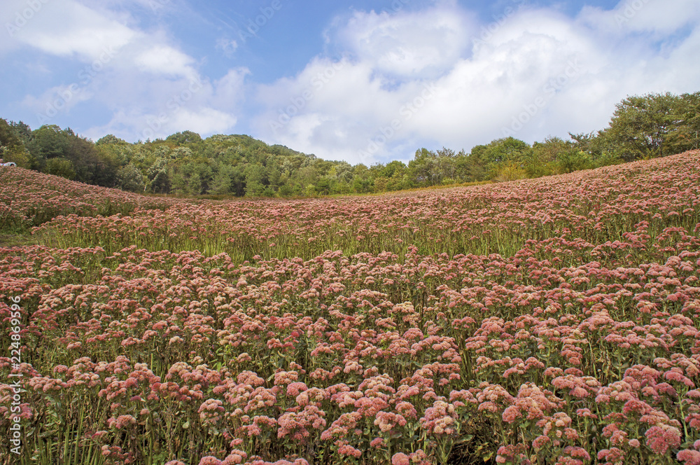 Obraz premium フジバカマ