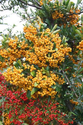 Beautiful yellow and red berries on Pyracantha bush. Firethorn in autumn in the garden
