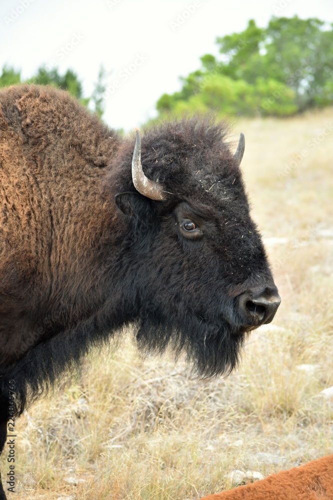 close up of a bison close up of a bison