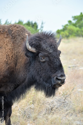 close up of a bison