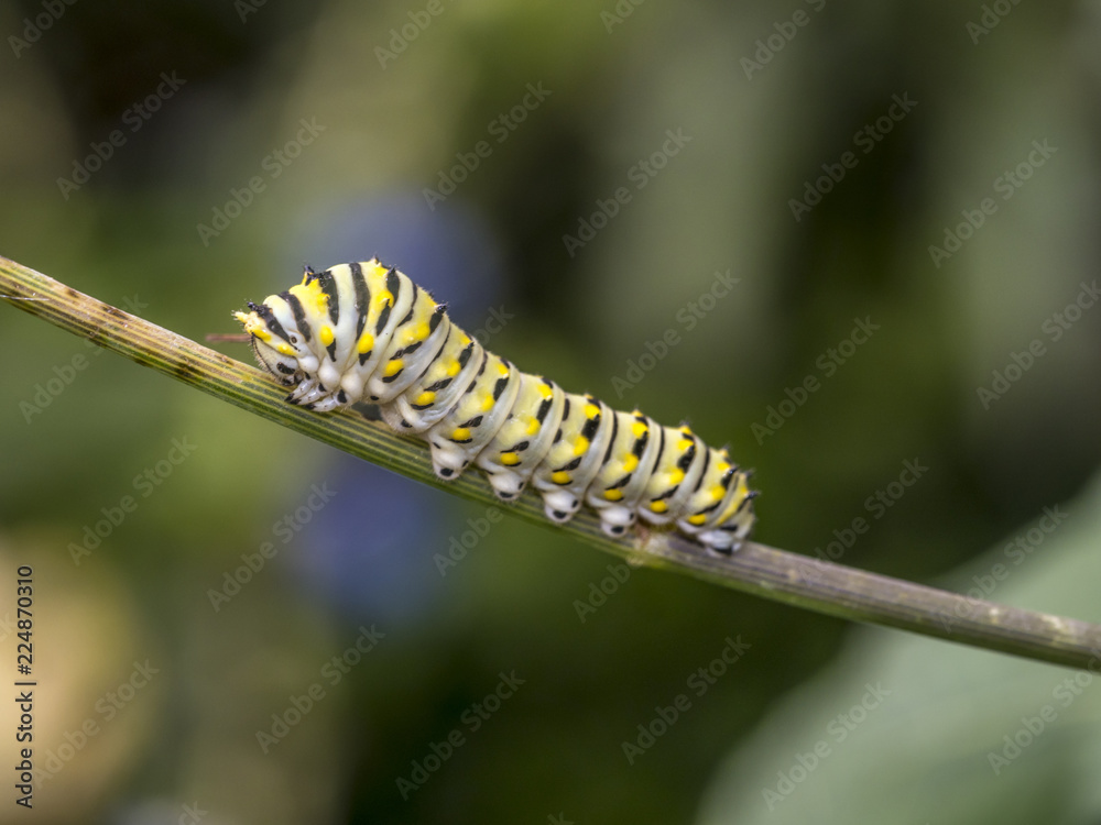 Papilio polyxenes, eastern black swallowtail