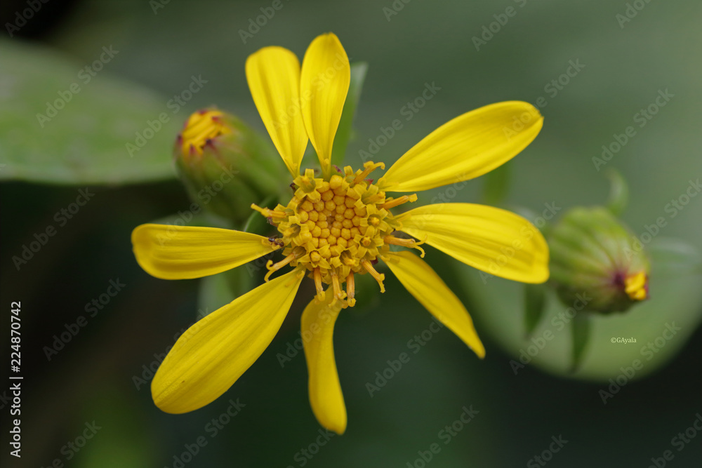 Obraz premium Flor amarilla en contraste con el verde de las hojas