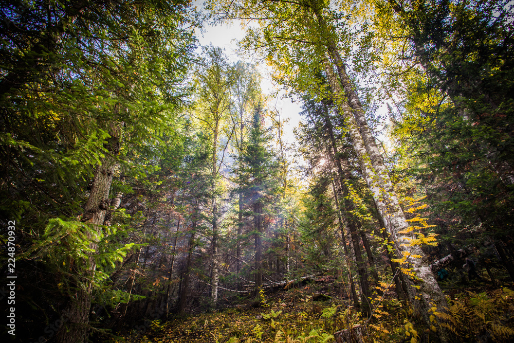 Obraz premium forest in autumn