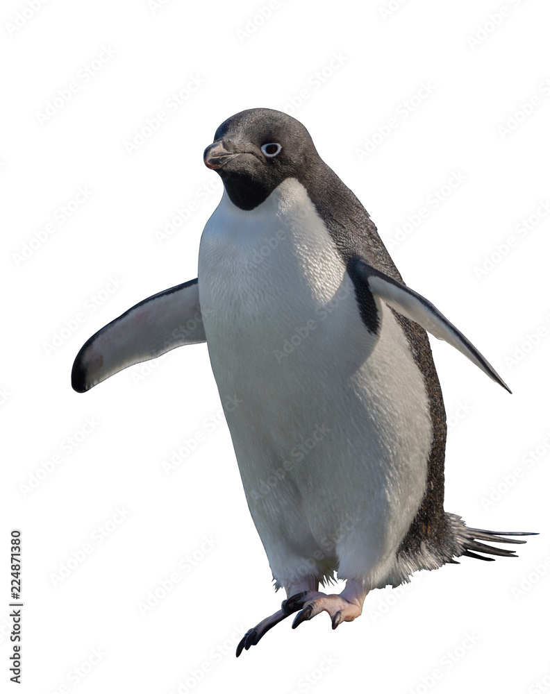 Obraz premium Adelie penguin isolated on white background