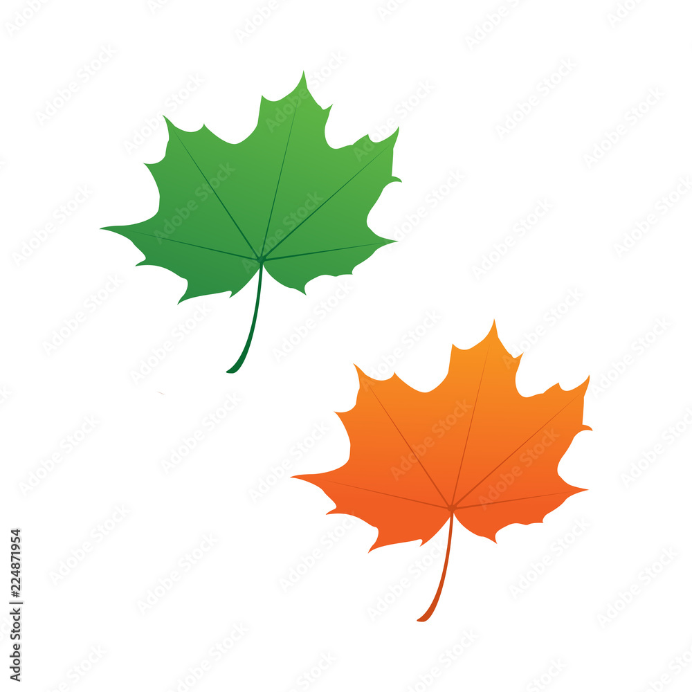 Fototapeta premium maple leaf logo icon design template vector