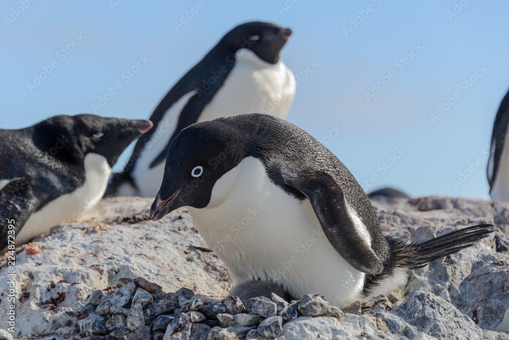 Fototapeta premium Adelie penguin in nest with chick