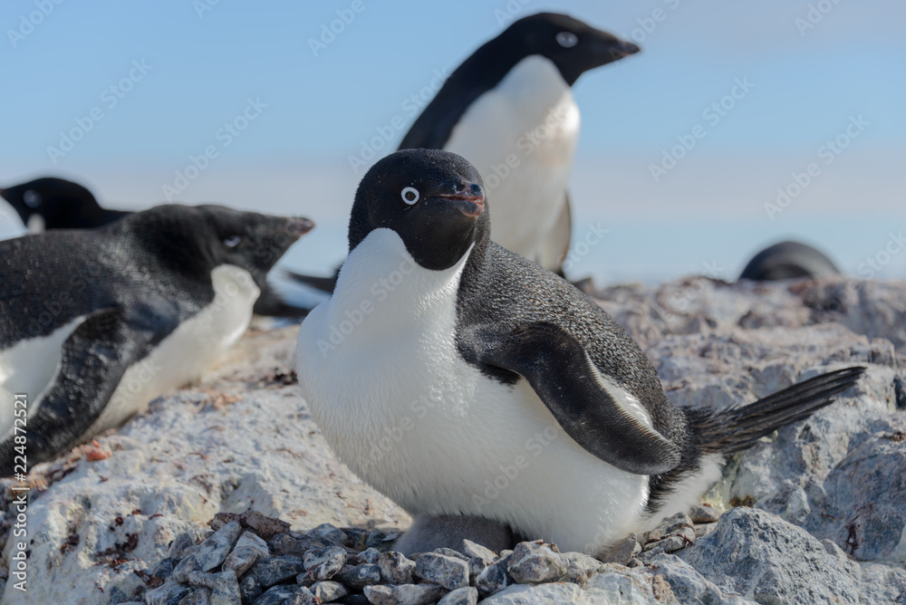 Obraz premium Adelie penguin on beach