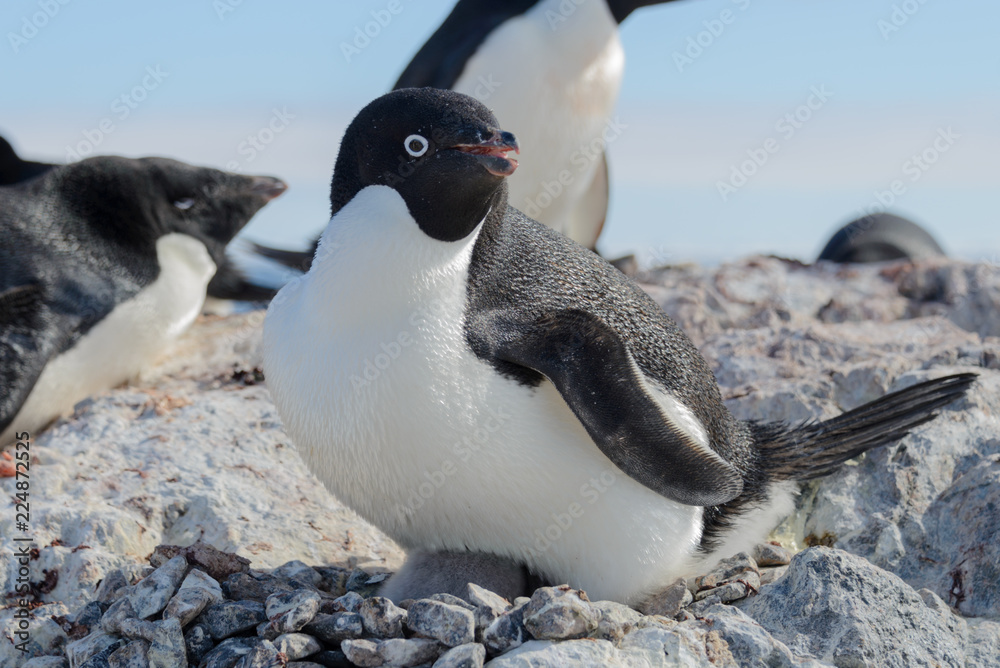 Obraz premium Adelie penguin on beach