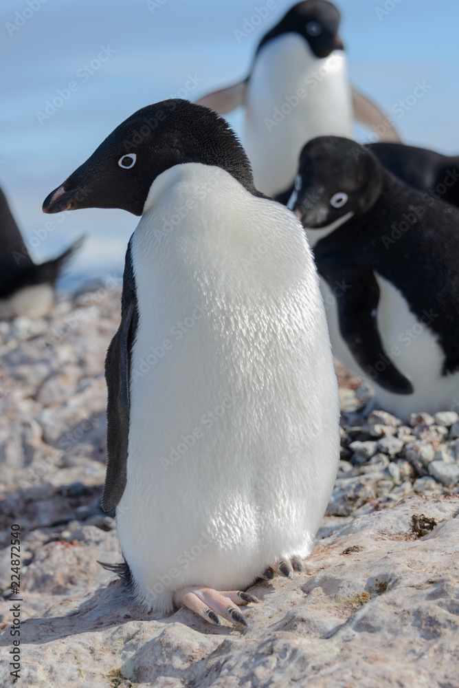 Fototapeta premium Adelie penguin on beach