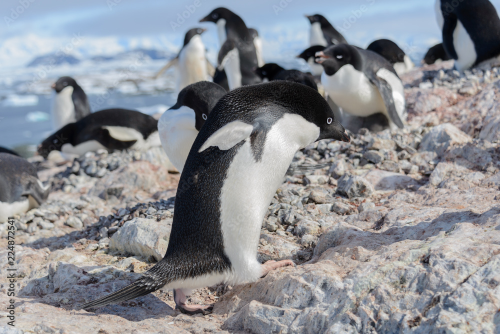 Fototapeta premium Adelie penguin on beach