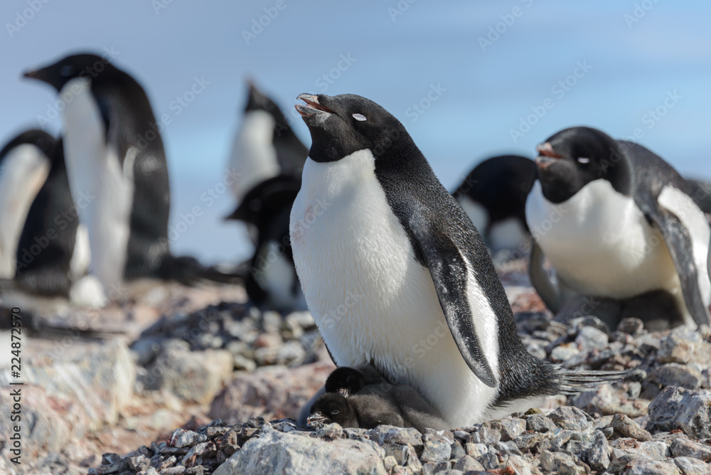 Naklejka premium Adelie penguin in nest with chick