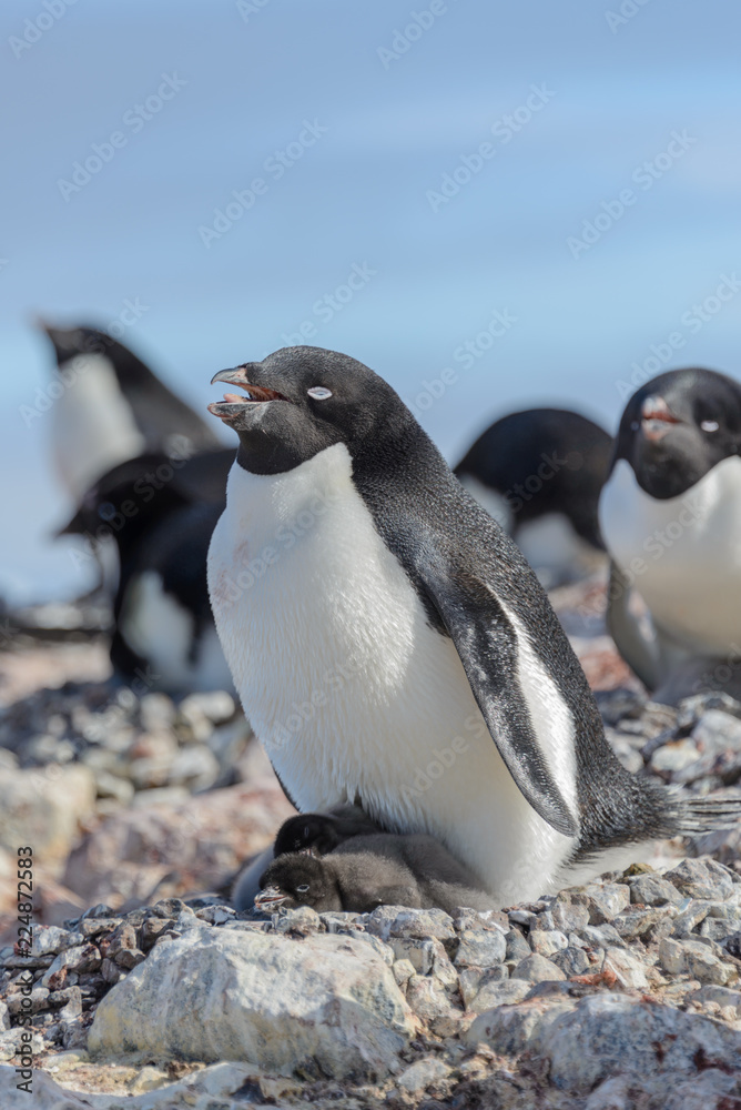 Fototapeta premium Adelie penguin in nest with chick
