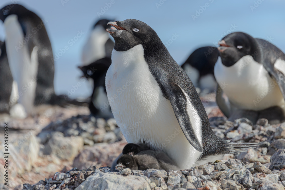 Fototapeta premium Adelie penguin in nest with chick