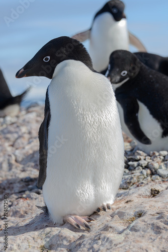 Adelie penguin on beach