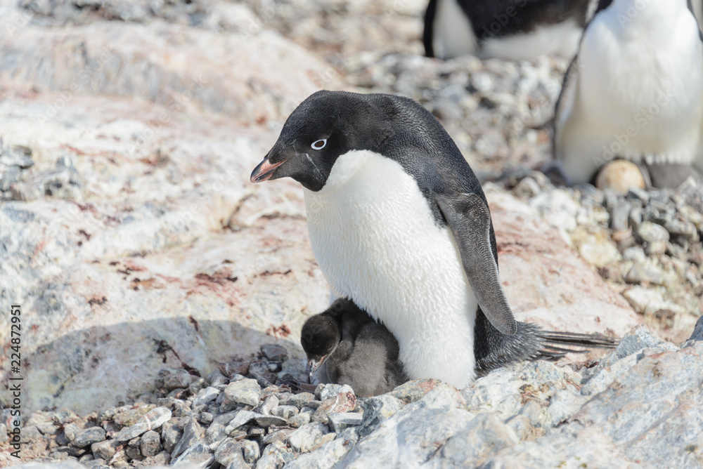Fototapeta premium Adelie penguin in nest with chick