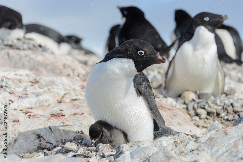 Obraz premium Adelie penguin in nest with chick