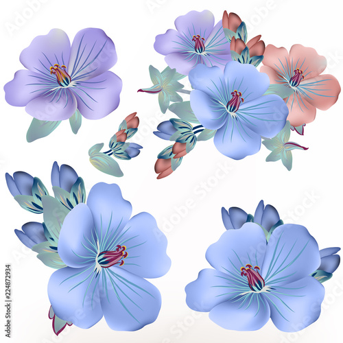 Collection of vector blue and pink flowers