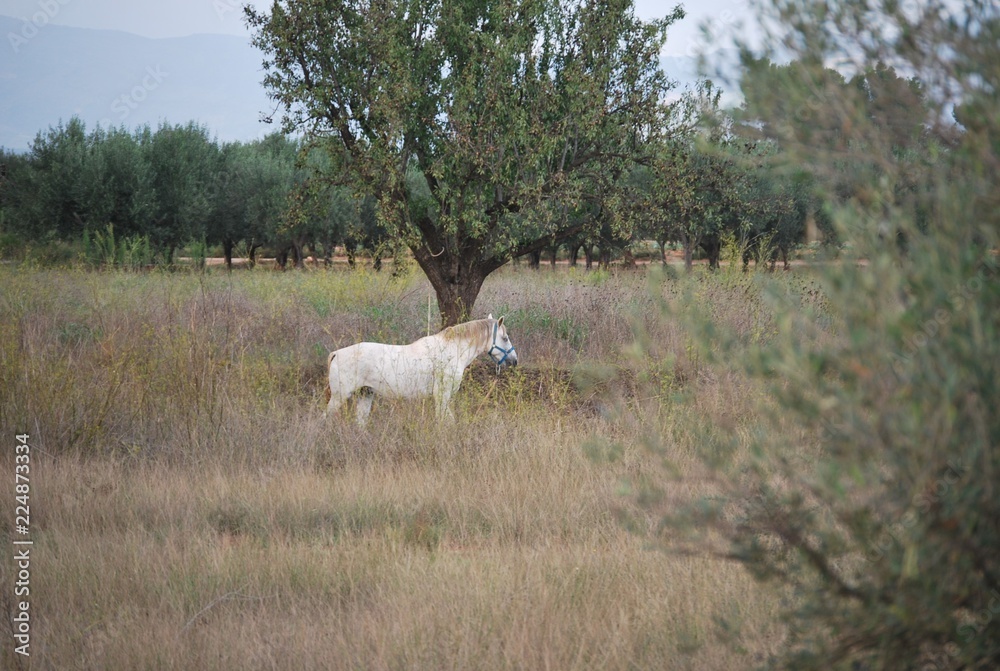 Fototapeta premium White Horse in Country Side