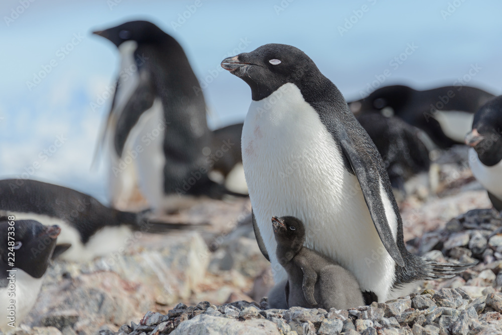 Naklejka premium Adelie penguin in nest with chick