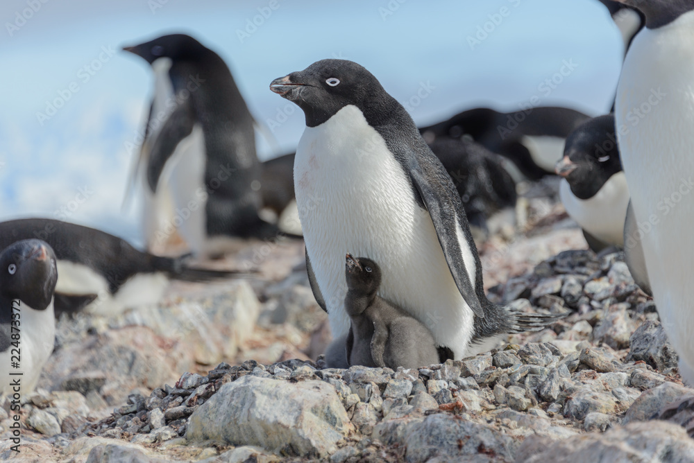 Fototapeta premium Adelie penguin in nest with chick
