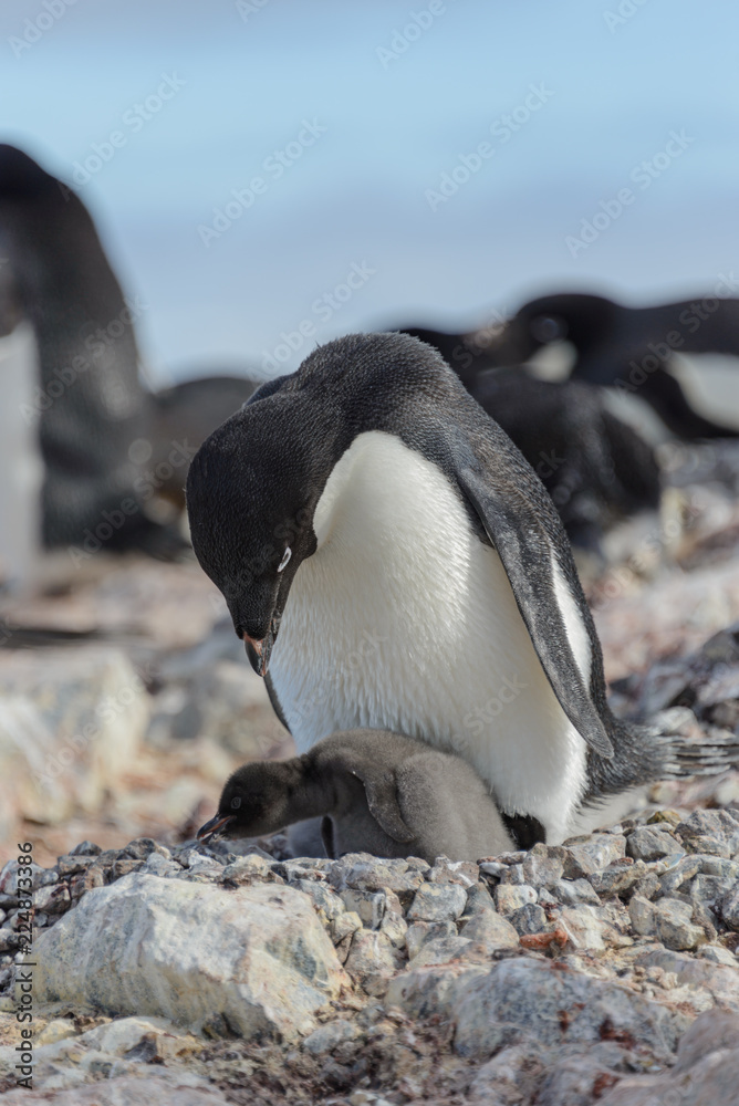 Fototapeta premium Adelie penguin in nest with chick
