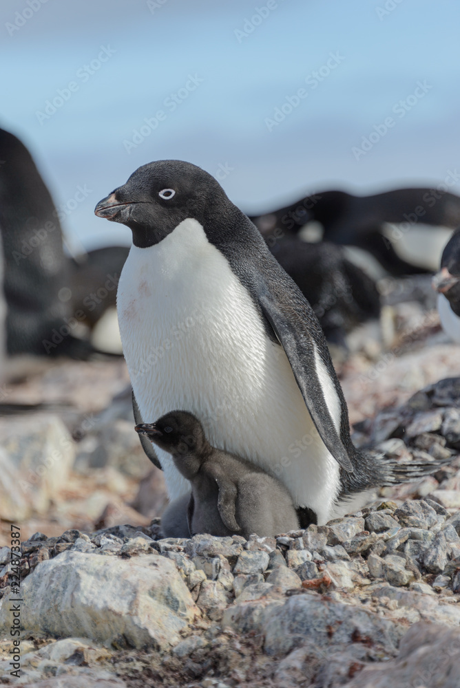 Naklejka premium Adelie penguin in nest with chick