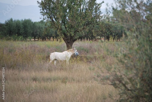 White Horse in Country Side