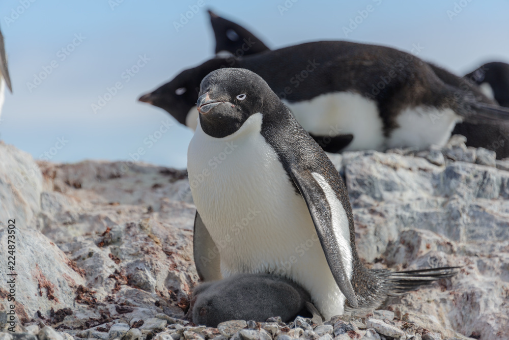 Fototapeta premium Adelie penguin in nest with chick