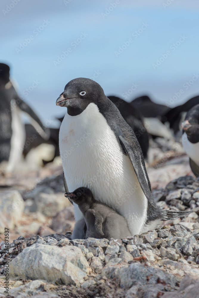 Naklejka premium Adelie penguin in nest with chick