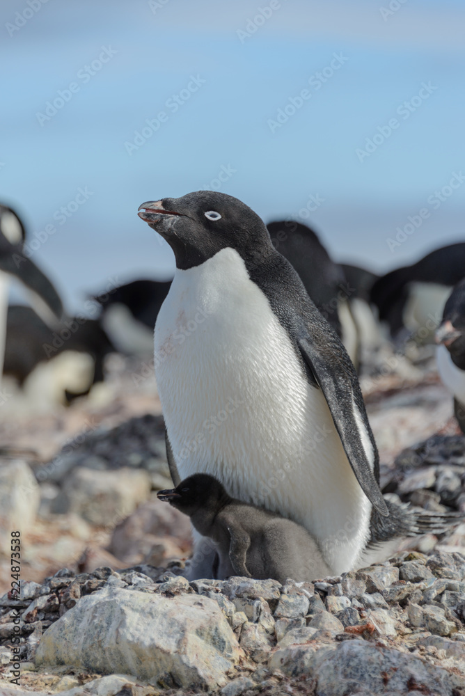 Fototapeta premium Adelie penguin in nest with chick
