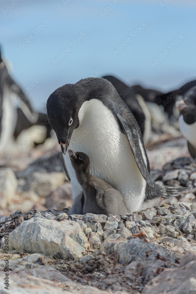 Naklejka premium Adelie penguin in nest with chick