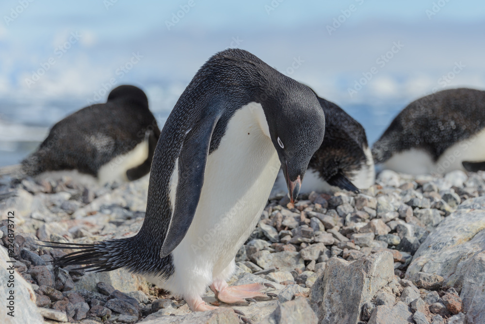 Naklejka premium Adelie penguin on beach