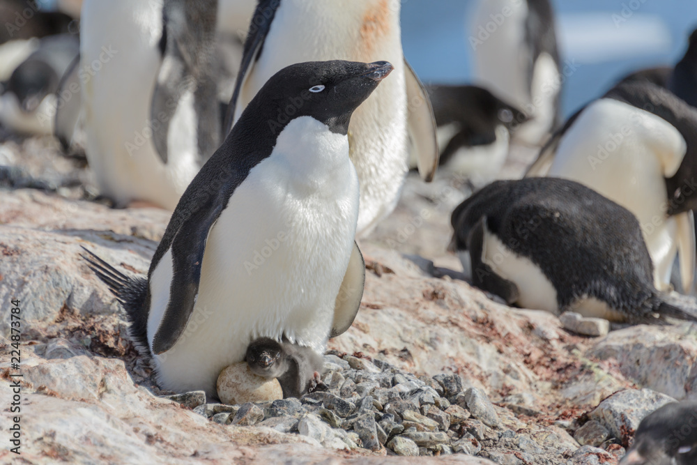 Fototapeta premium Adelie penguin in nest with chick