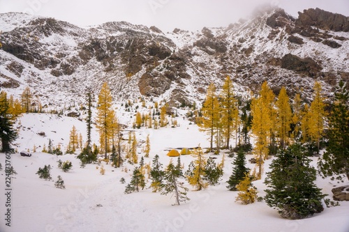 Two tents set up with hikers in the background in the middle of a larch forest - Washington state photo